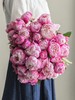 【周四秒杀】大头粉芍药花十支69.8元 商品缩略图0