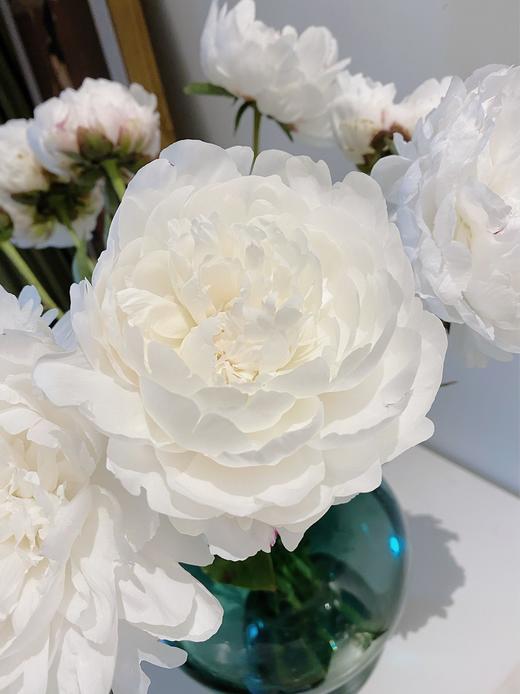 【AB级杨妃出浴芍药】5支/份  第二份减10元 商品图5