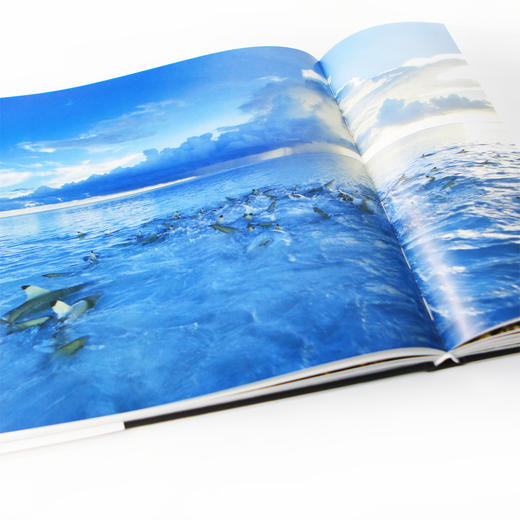 (仓发) 荒野之歌2：国际野生生物摄影年赛精选/湖南美术出版社/［英］罗莎蒙德·基德曼·考克斯（Rosamund,Kidman,Cox）/9787535692139 商品图6