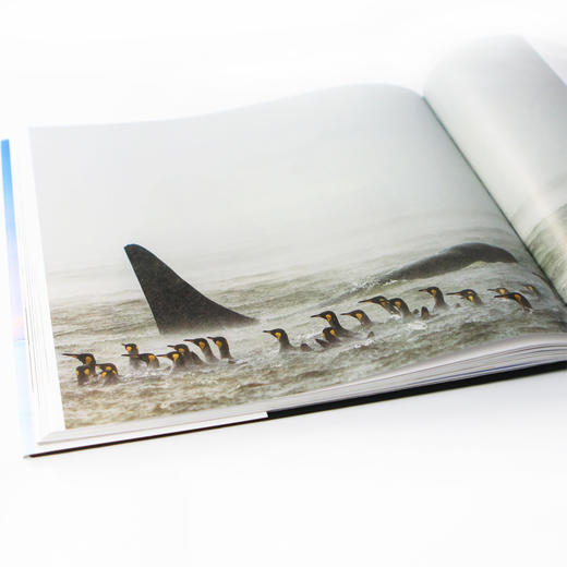 (仓发) 荒野之歌2：国际野生生物摄影年赛精选/湖南美术出版社/［英］罗莎蒙德·基德曼·考克斯（Rosamund,Kidman,Cox）/9787535692139 商品图5