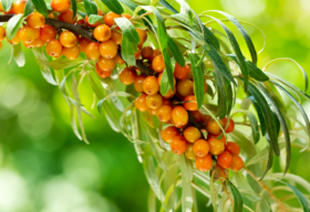  健康新宠 | “沙棘汁”到底是什么来头？ 