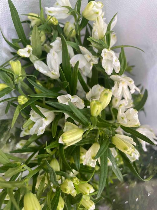 【 自由/热爱生活】小飞燕（单瓣）多色可选  若干枝/扎 商品图10