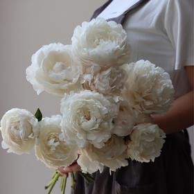 【AB级杨妃出浴芍药】5支/份  第二份减10元