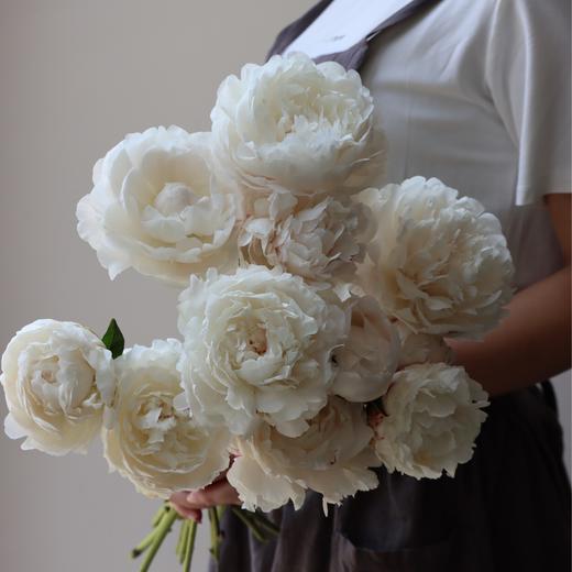 【AB级杨妃出浴芍药】5支/份  第二份减10元 商品图0