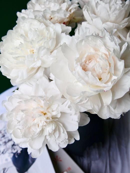 【AB级杨妃出浴芍药】5支/份  第二份减10元 商品图7