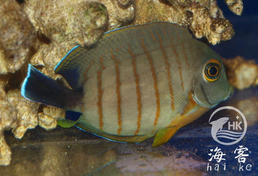 虎纹吊 商品图2