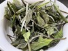 22春石坑涧·基地牡丹（生态种植·直面茶） 商品缩略图7