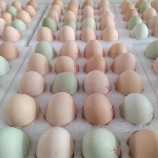 丨有机丨跑山鸡鸡蛋 散养在大山里的跑山鸡蛋  一正有机 商品图10