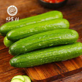 CY-山东水果小黄瓜