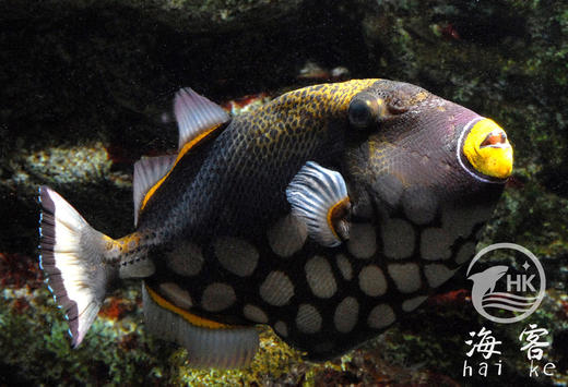 小丑炮弹 商品图5