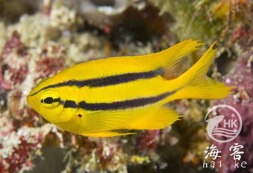 金燕子么 商品图2