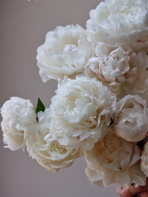 【AB级杨妃出浴芍药】5支/份  第二份减10元 商品图4