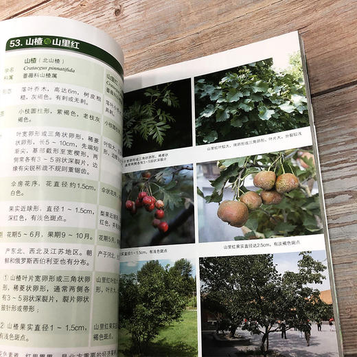 身边相似植物辨识（第二版）-分销 商品图4
