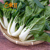 东升农场 供港奶白菜 青菜 白菜 广州蔬菜新鲜配送 300g 商品缩略图1