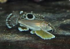 眼斑狮子 商品图8