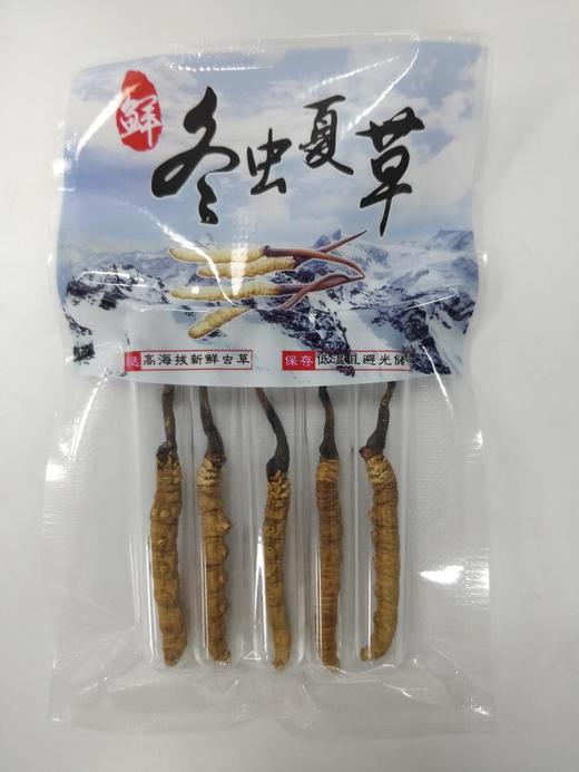 冬虫夏草 5条装 干货礼品 高海拔雪山鲜虫草 精选品质 商品图0
