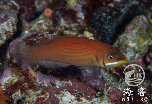 粉狐（蒙娜丽莎狐） 商品图1