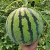 8424西瓜约8斤左右/只 商品缩略图1