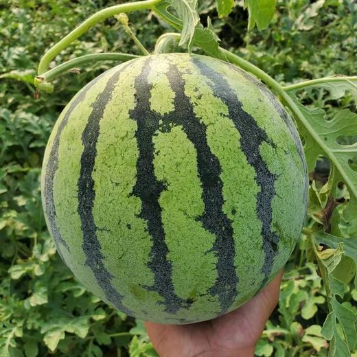 8424西瓜约8斤左右/只 商品图1