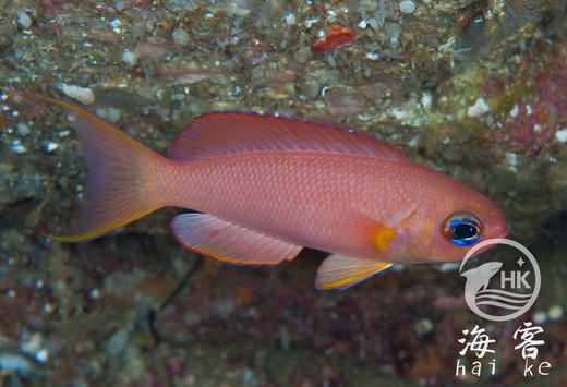 粉红宝石 商品图4