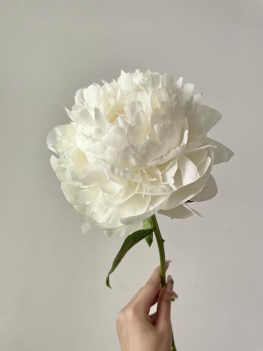 进口品种象牙维克多芍药花5支 商品图2