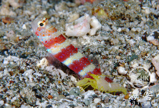 红斑节虾虎 商品图3