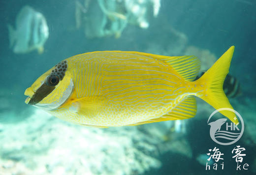 花狐狸 商品图5