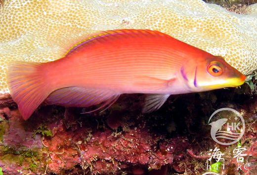 粉狐（蒙娜丽莎狐） 商品图3