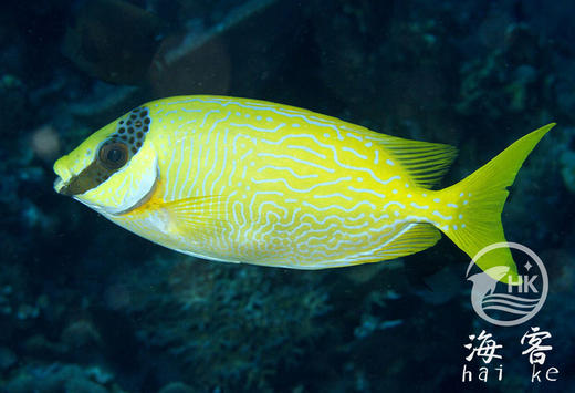 花狐狸 商品图2