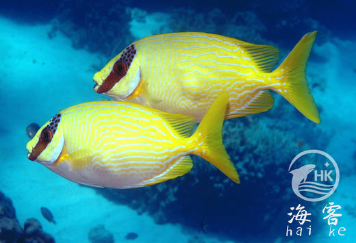 花狐狸 商品图3