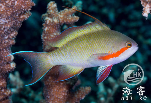 绿帆船宝石 商品图1