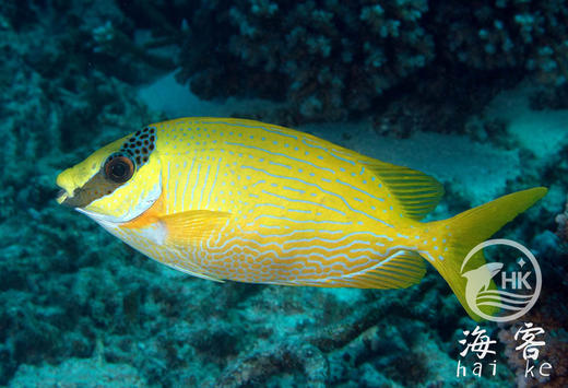 花狐狸 商品图4