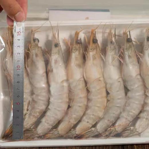 【顺丰包邮】青岛纯海捕对虾3斤装（10~12头/斤） 商品图1