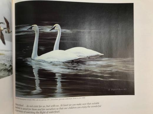 鸟类艺术图集 约百幅彩色插图 精装16开 商品图6