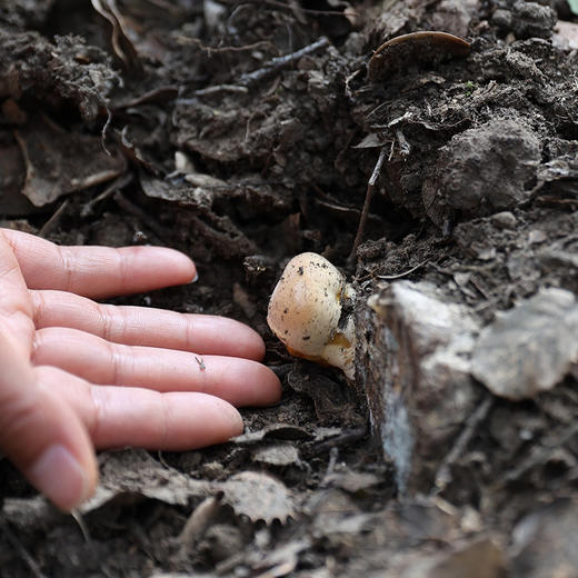 【破壁灵芝孢子粉】川农蒋教授科研成果 西藏仿野生培育 有效成分首屈一指 商品图5