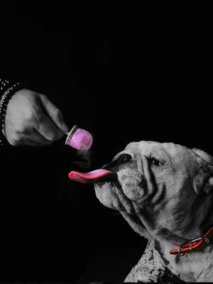 尾巴先生宠物降温消暑狗狗冰淇淋雪糕零食法牛法斗冰棒冰棍泰迪 商品图1