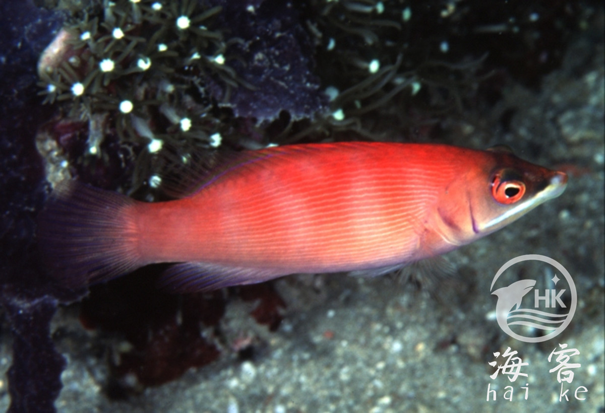 粉狐（蒙娜丽莎狐）