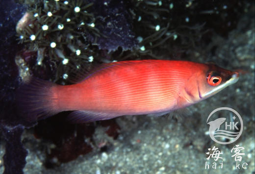 粉狐（蒙娜丽莎狐） 商品图0