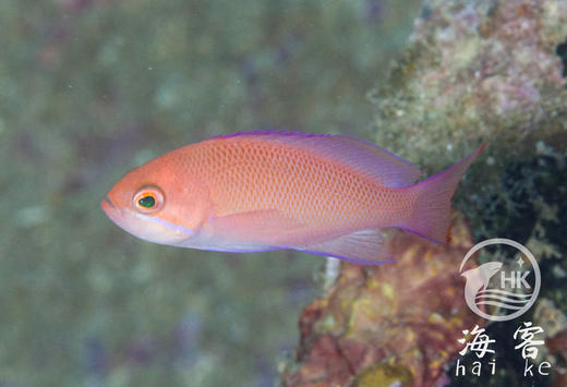 粉红宝石 商品图3