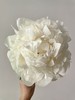 进口品种象牙维克多芍药花5支 商品缩略图0