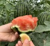 冰淇淋西瓜+庞各庄西瓜 2枚装 商品缩略图1