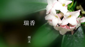 瑞香——花开满树有浓香 | 植物小课堂008