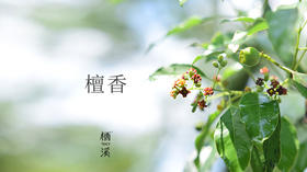 檀香——集百年天地灵气|植物小课堂009