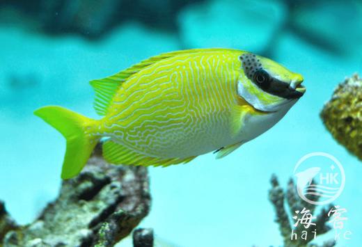 花狐狸 商品图0