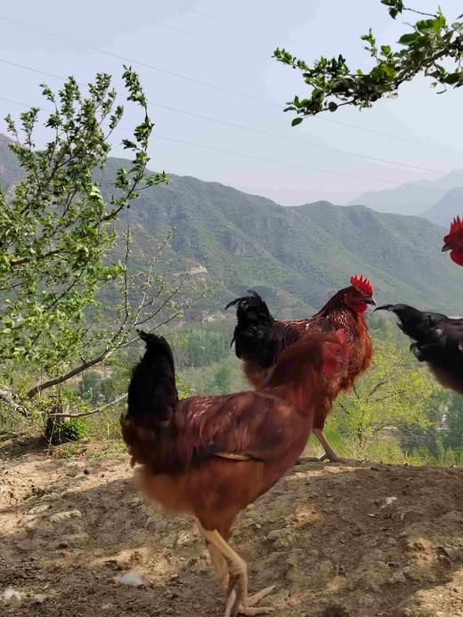 北京油鸡大公鸡 商品图2
