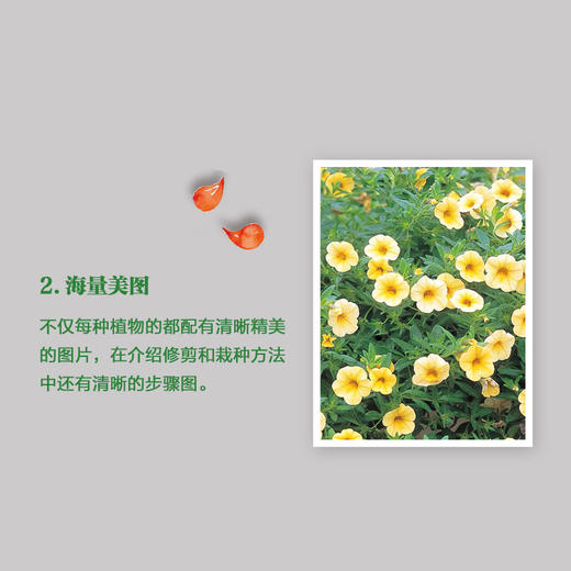 花果满园——家庭庭院植物栽培与养护 商品图4
