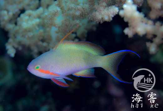 绿帆船宝石 商品图3