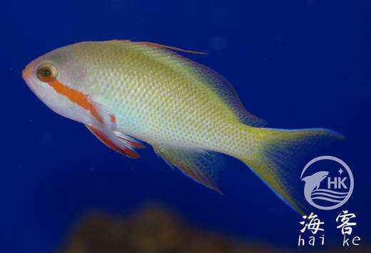 绿帆船宝石 商品图4