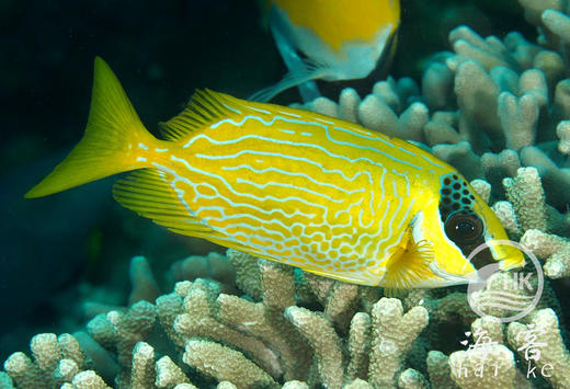 花狐狸 商品图1