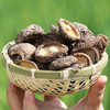 [最农公社]福建古田农家香菇生态种植香菇干货无根香菇冬菇肉厚新货 商品缩略图2